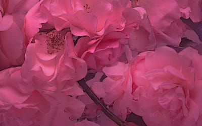 In principio fu il rosa.