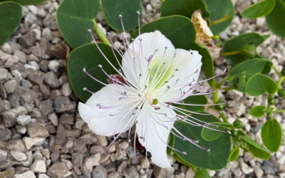 Tra le rocce, la bellezza